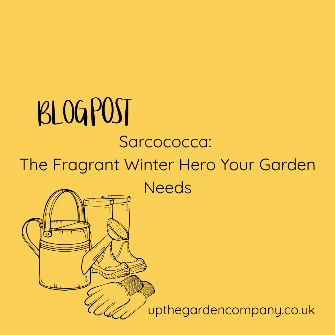 Sarcococca: The Fragrant Winter Hero Your Garden Needs