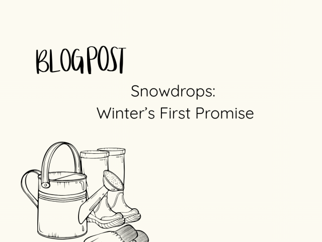 Snowdrops: Winter’s First Promise