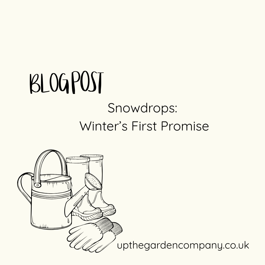 Snowdrops: Winter’s First Promise