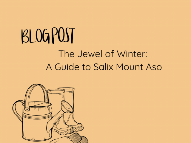 The Jewel of Winter: A Guide to Salix Mount Aso
