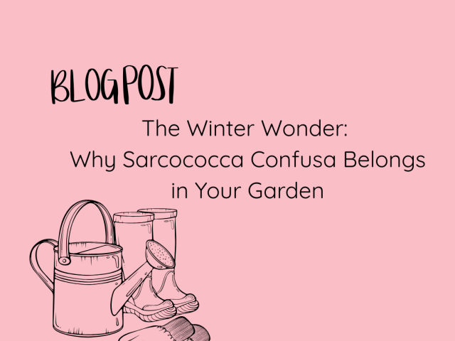 Sarcococca Confusa – Sweet Box