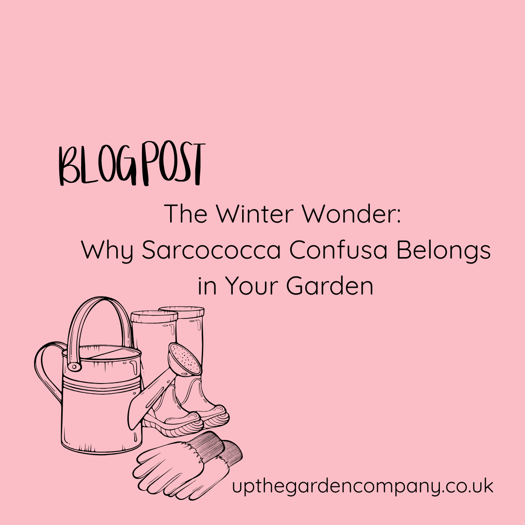 The Winter Wonder: Why Sarcococca Confusa Belongs in Your Garden