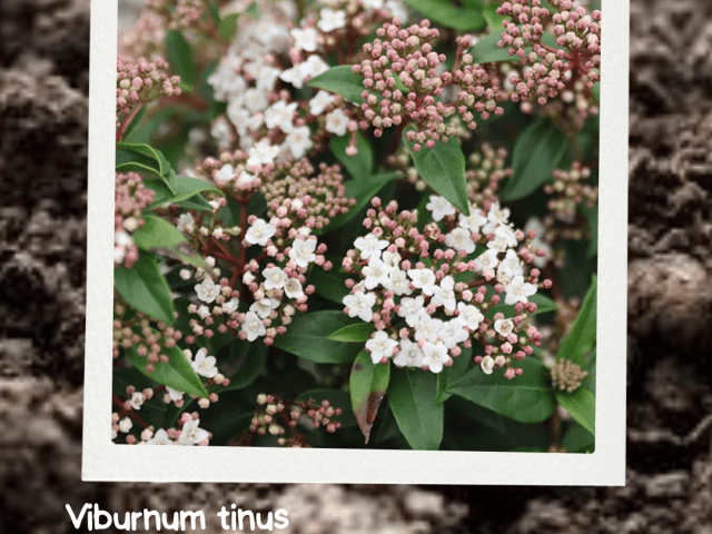 Viburnum tinus (Laurustinus)