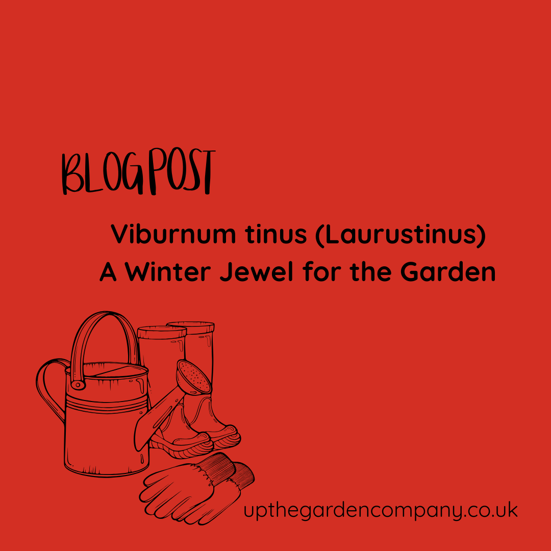 Viburnum tinus (Laurustinus) A Winter Jewel for the Garden