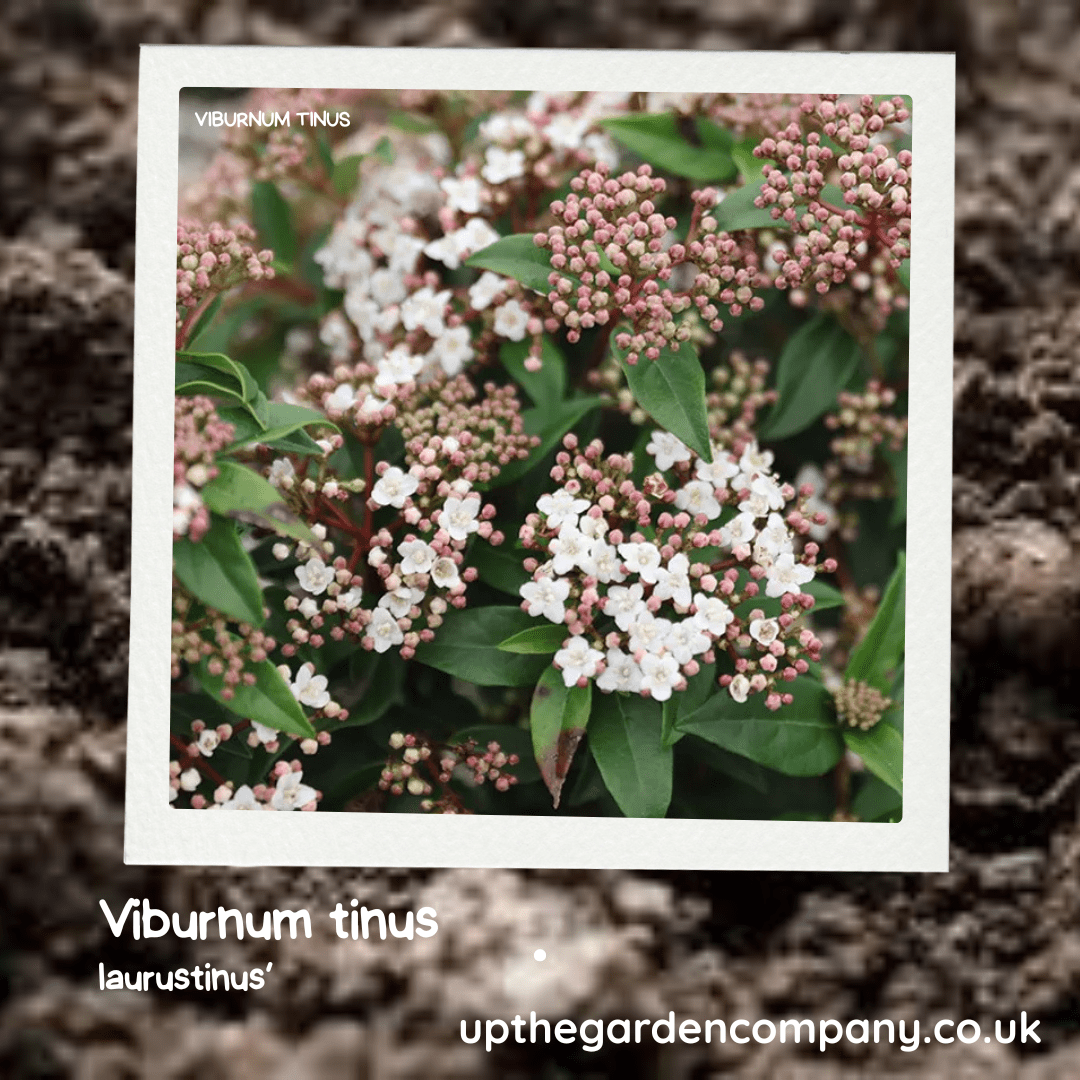 Viburnum tinus, laurustinus.