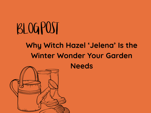Why Witch Hazel ‘Jelena’ Is the Winter Wonder Your Garden Needs