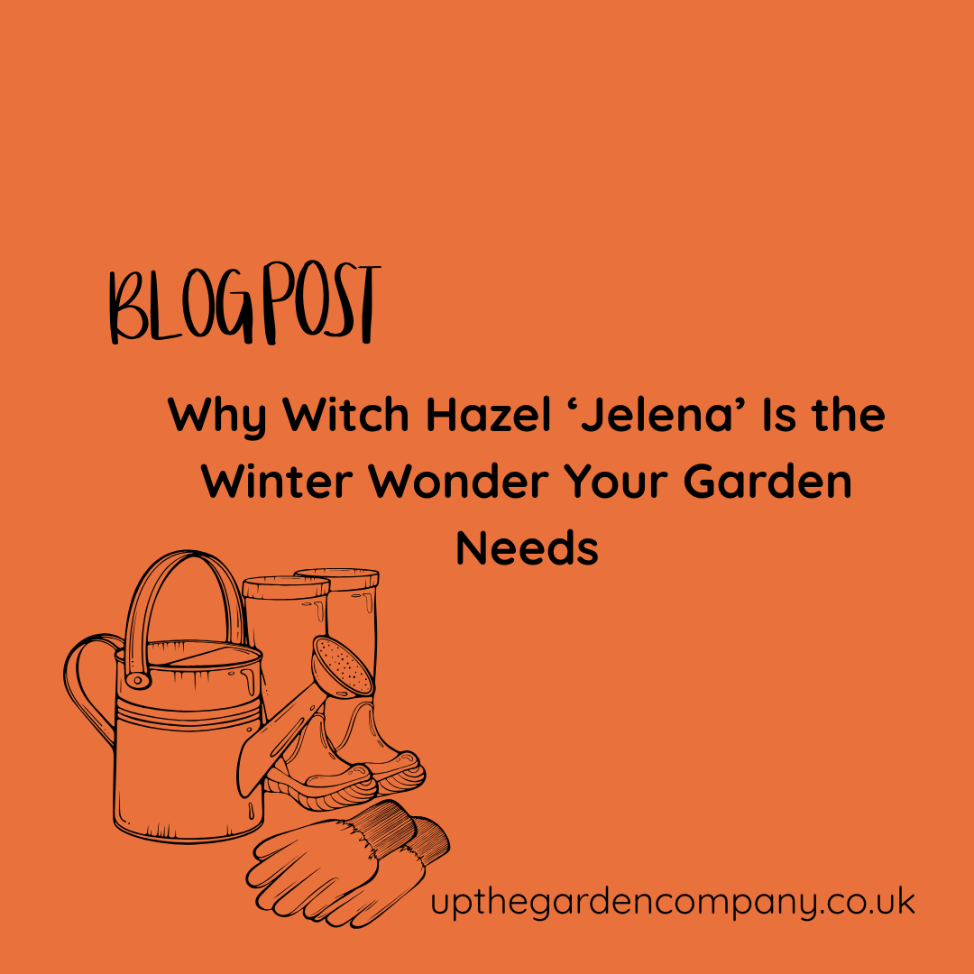 Why Witch Hazel ‘Jelena’ Is the Winter Wonder Your Garden Needs