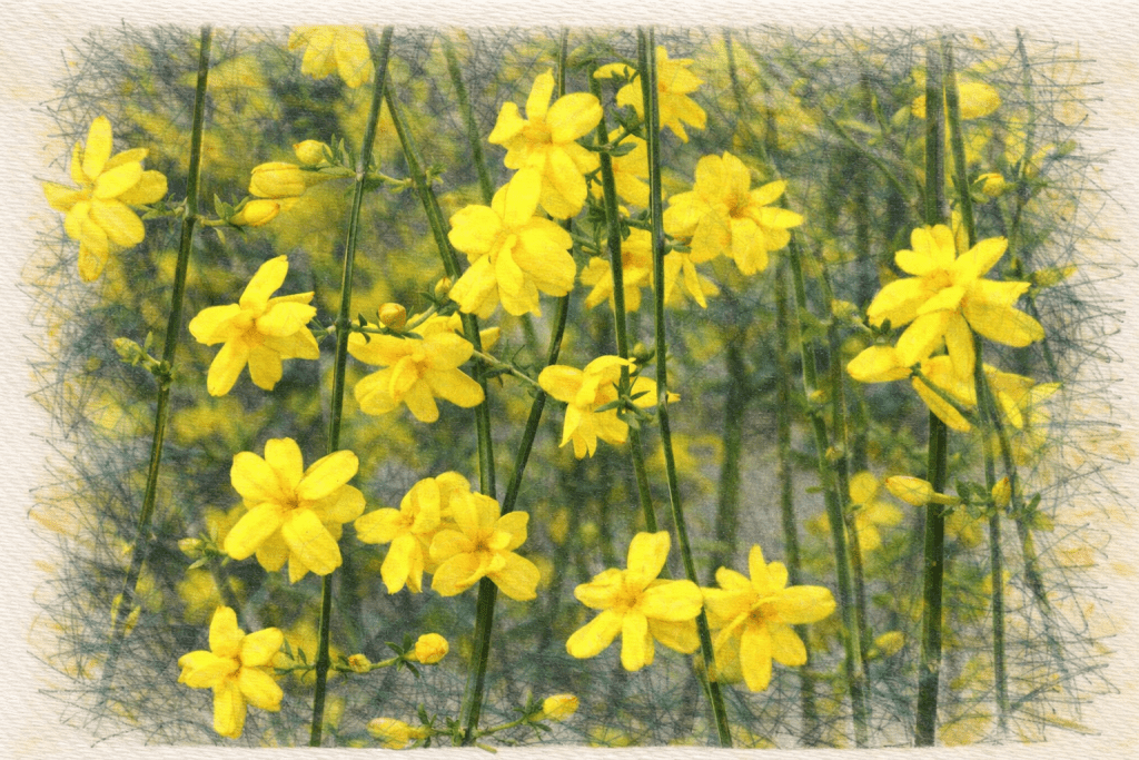 Jasminum nudiflorum, commonly known as Winter Jasmine.