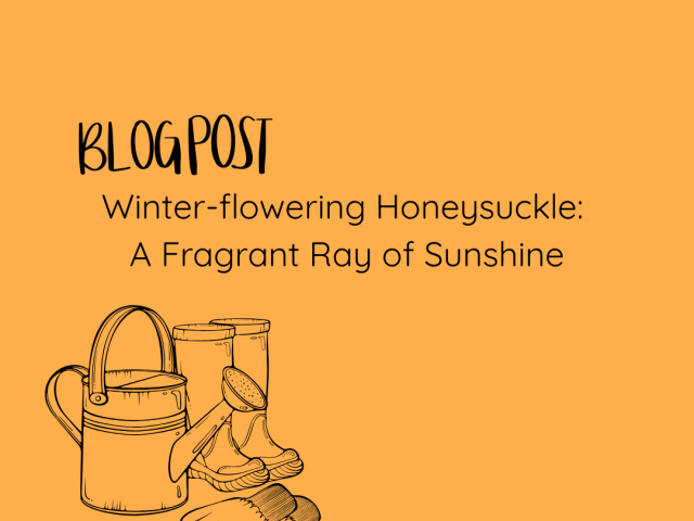 Winter-flowering Honeysuckle: A Fragrant Ray of Sunshine