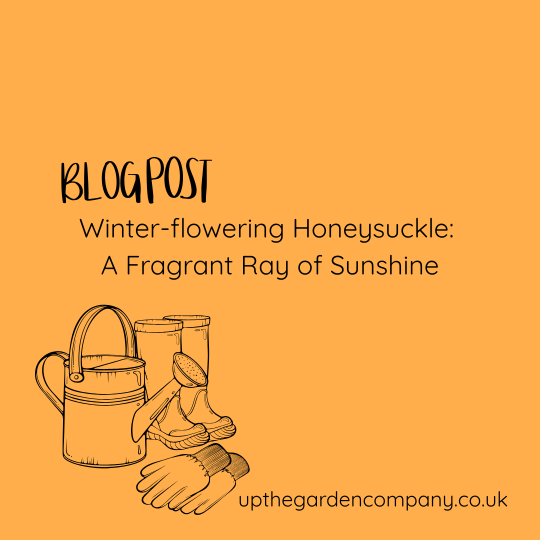 Winter-flowering Honeysuckle: A Fragrant Ray of Sunshine