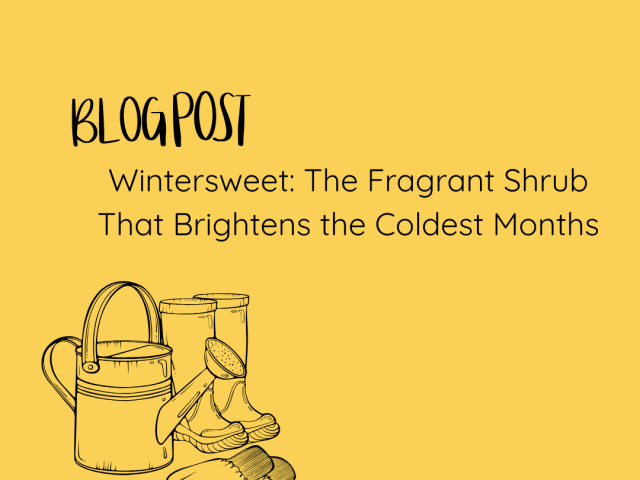Wintersweet: The Fragrant Shrub That Brightens the Coldest Months