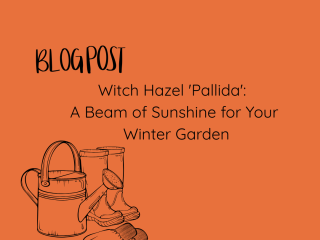 Witch Hazel ‘Pallida’: A Beam of Sunshine for Your Winter Garden