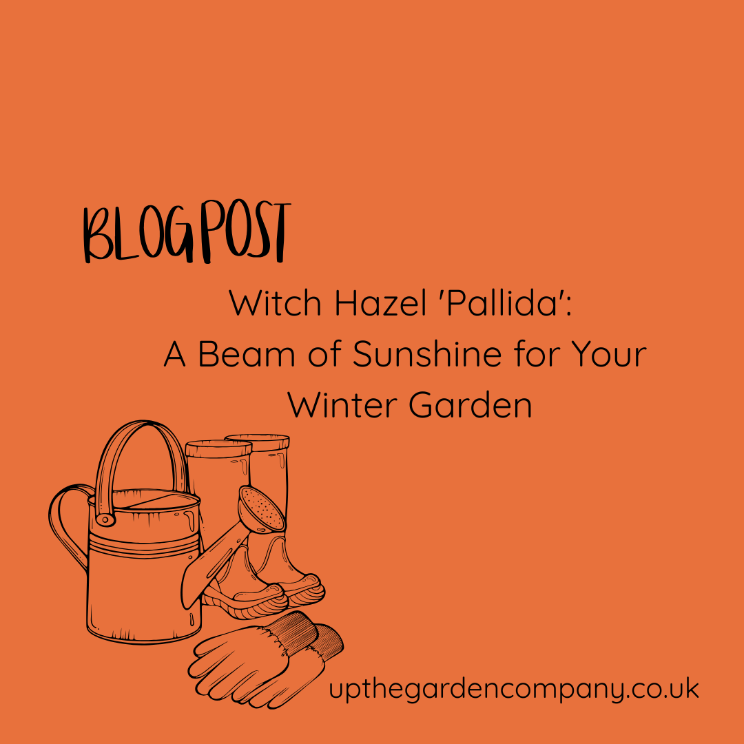 Witch Hazel ‘Pallida’: A Beam of Sunshine for Your Winter Garden