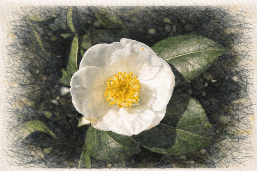 Camellia Japonica: The Rose of Winter