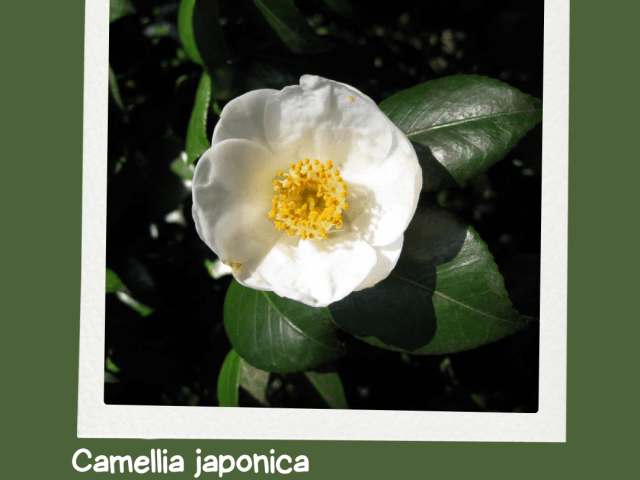 Camellia Japonica: The Rose of Winter