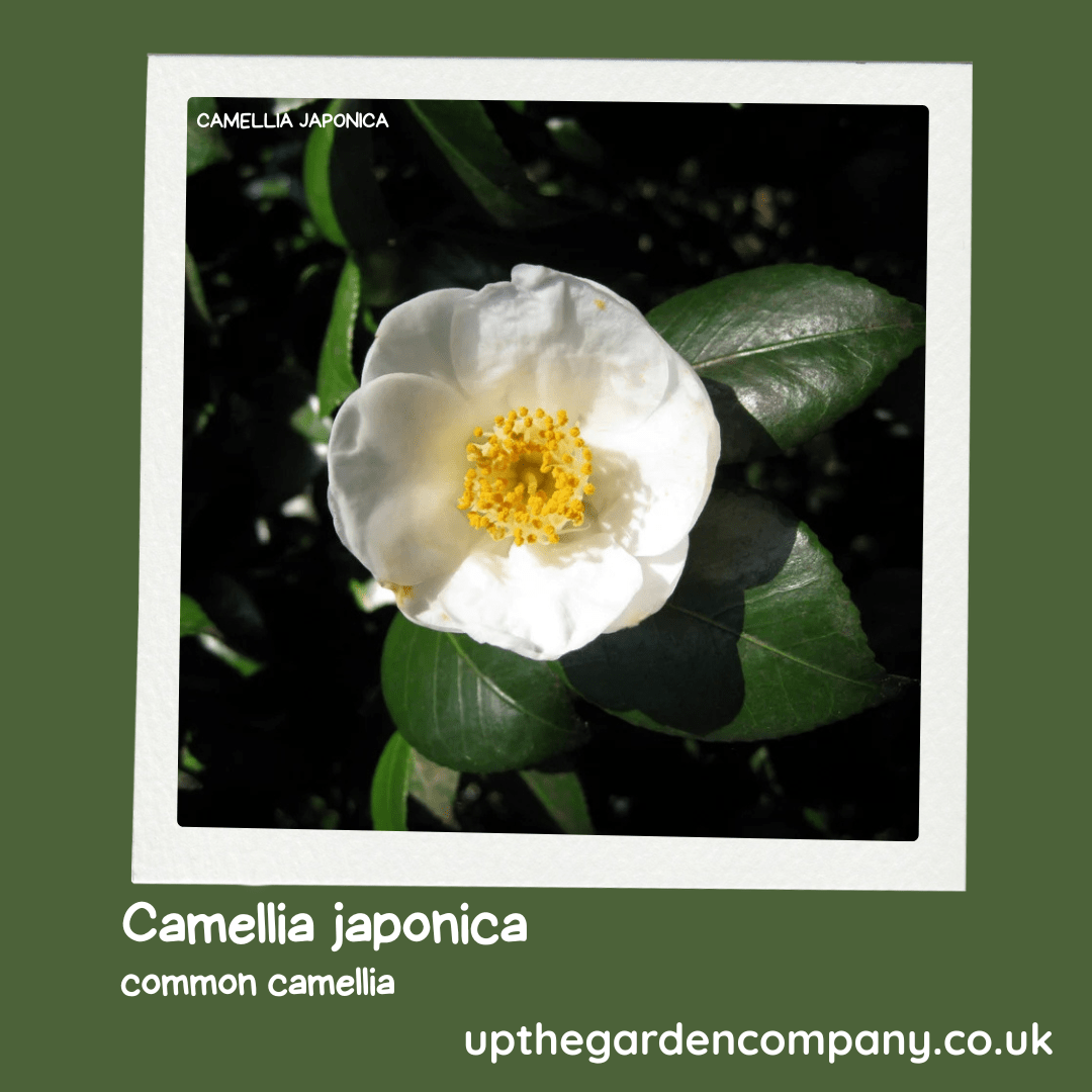 Camellia japonica, Rose of Winter