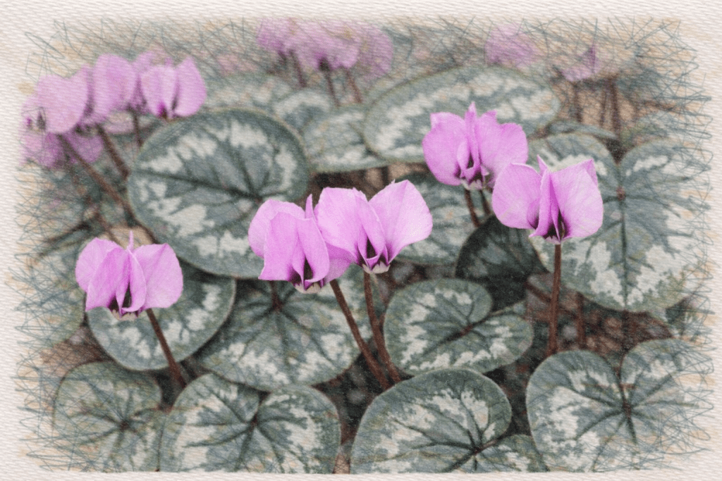 Cyclamen coum