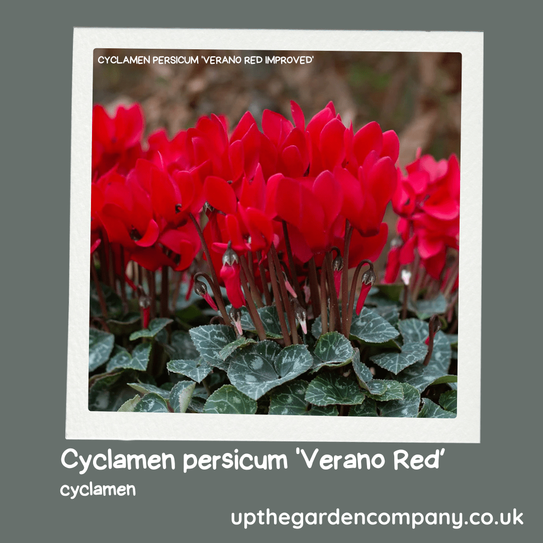 Cyclamen persicum 'Verano Red'