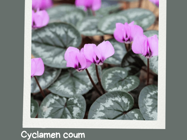 Bringing Life to Winter: The Resilience of Eastern Cyclamen