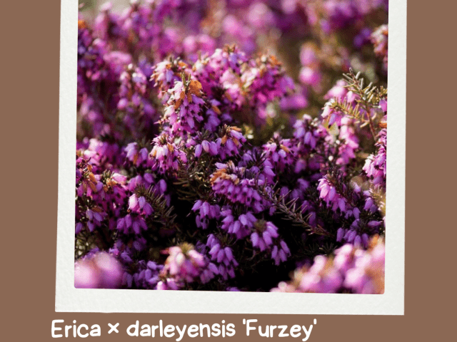 Meet the winter warrior: Erica x darleyensis ‘Furzey’