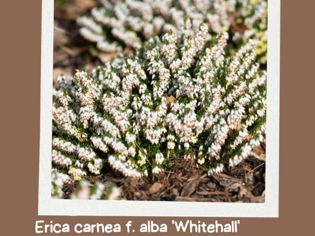 Erica Carnea ‘Whitehall’: The Winter Gem Your Garden Needs