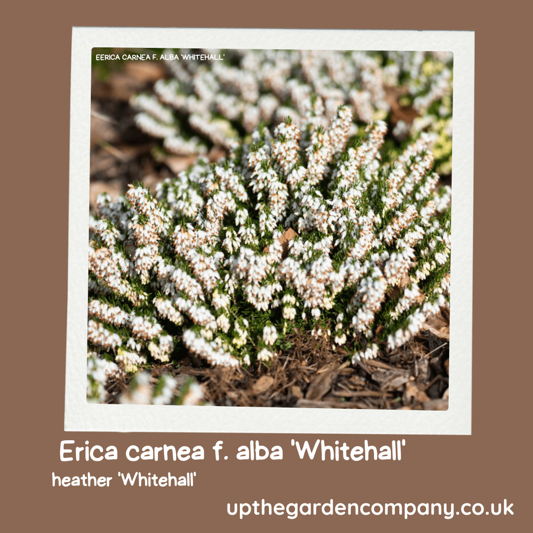 Erica Carnea 'Whitehall'