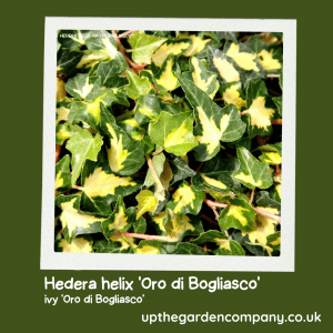 Ivy 'oro di bogliasco'