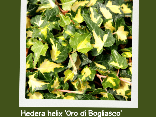 Illuminate Your Garden with ‘Oro di Bogliasco’ Ivy