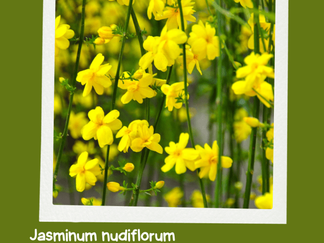 Brighten Your Garden with Winter Jasmine