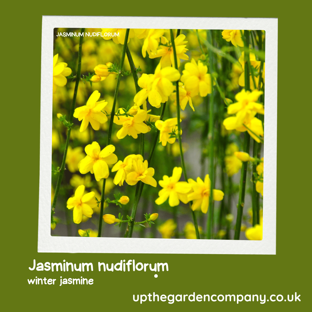 Jasminum nudiflorum. Winter Jasmine