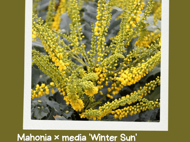 Brighten Your Garden with Mahonia x media ‘Winter Sun’