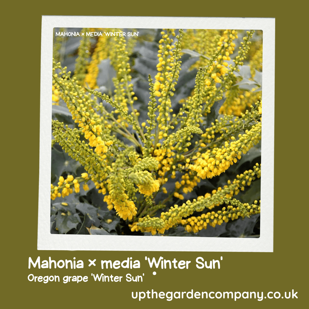 Mahonia x media 'Winter Sun'