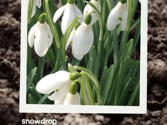 Snowdrops: Winter’s First Promise