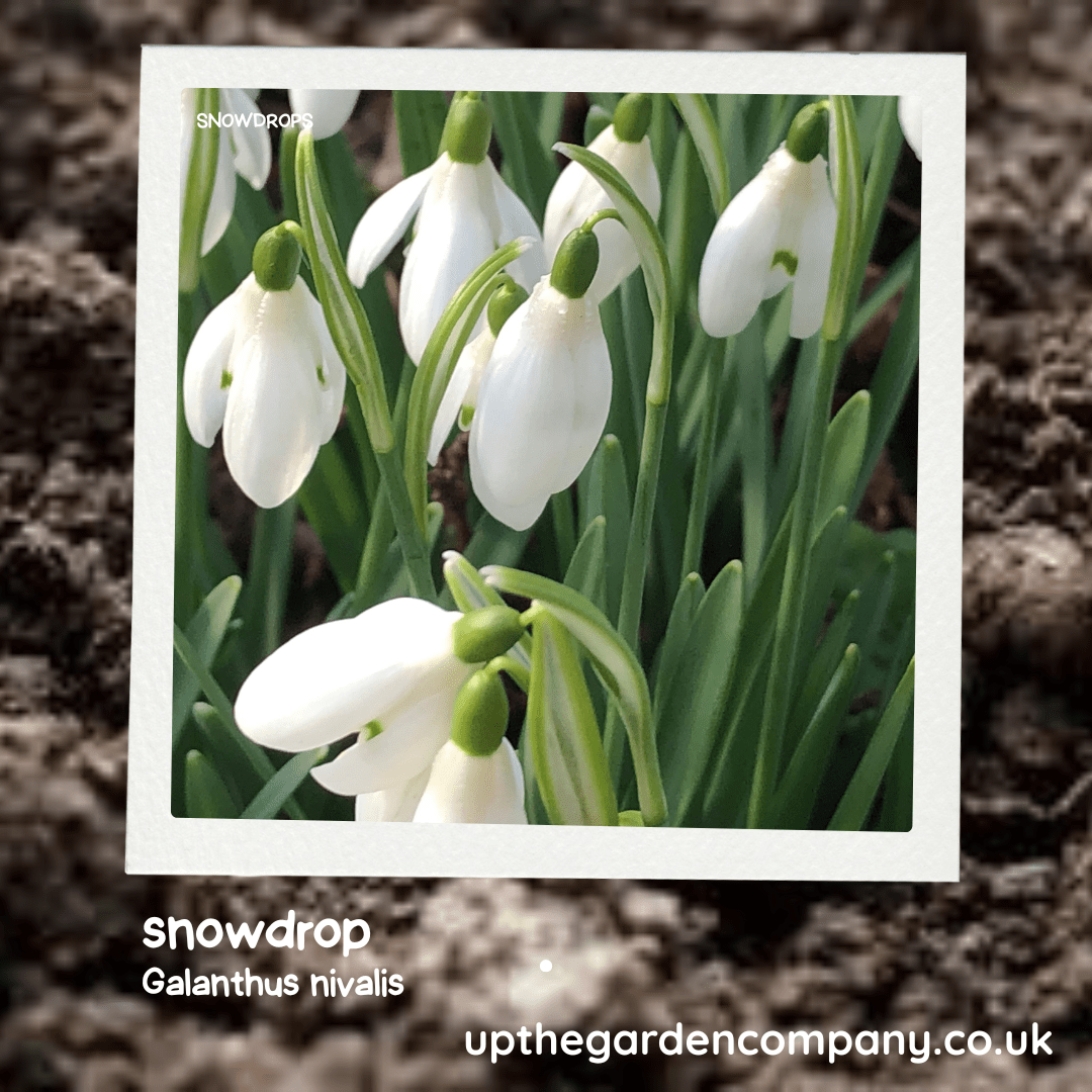 Galanthus / Snowdrop