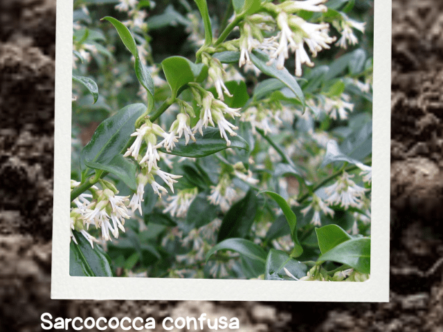 Sarcococca Confusa – Sweet Box