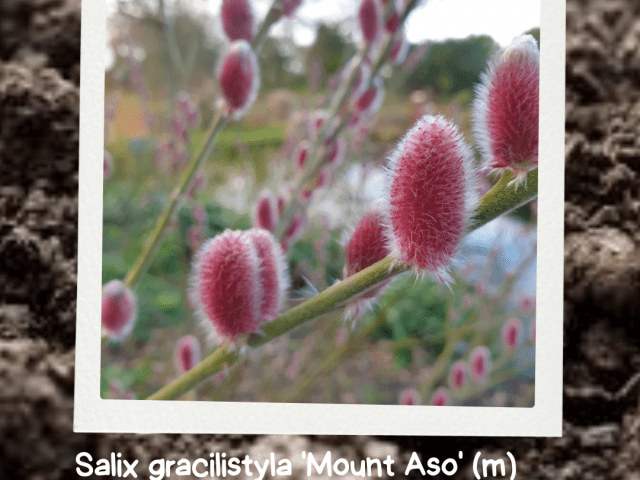 The Jewel of Winter: A Guide to Salix Mount Aso