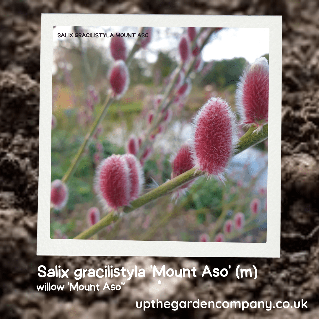Salix gracilistyla 'mont aso'