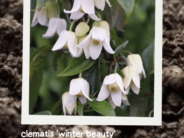 Clematis ‘Winter Beauty’: The Evergreen Star Your Garden Needs
