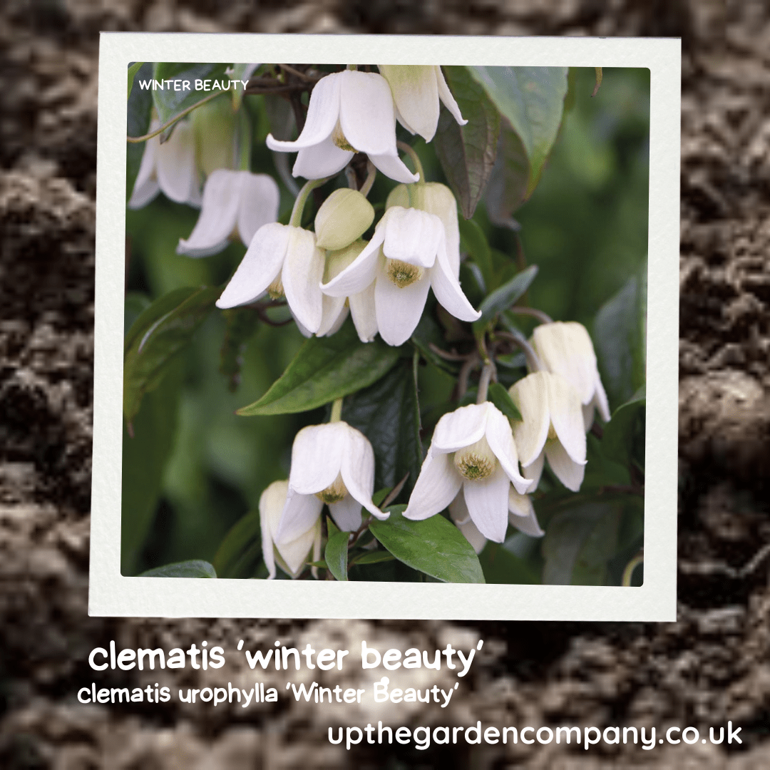 Further Reading: The Winter Garden: Winter Interest Shrubs, Winter Planning: Design Your Dream Border for Next Year Inspiration: Follow Us on Instagram, Threads, BlueSky, Twitter, TikTok and Pinterest.