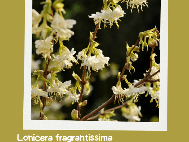 Winter-flowering Honeysuckle: A Fragrant Ray of Sunshine