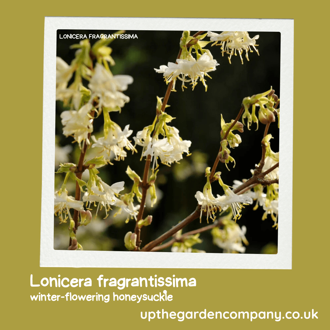 Lonicera fragrantissima - winter honeysuckle
