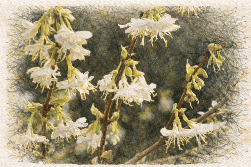 Lonicera fragrantissima  - Winter Flowering Honeysuckle