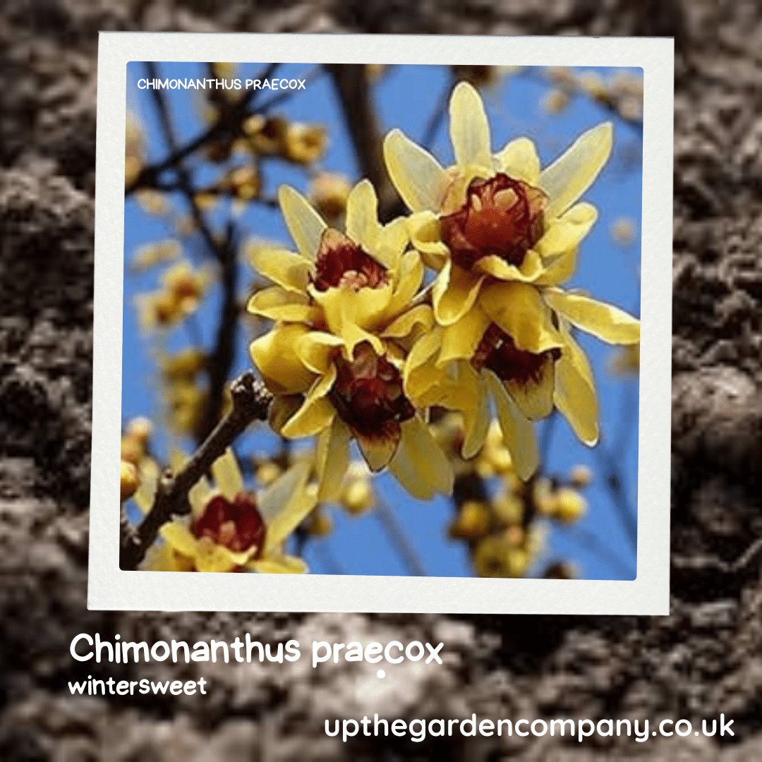 Chimonanthus praecox, - winter sweet