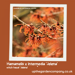 Hamamelis x intermedia ‘Jelena’.
