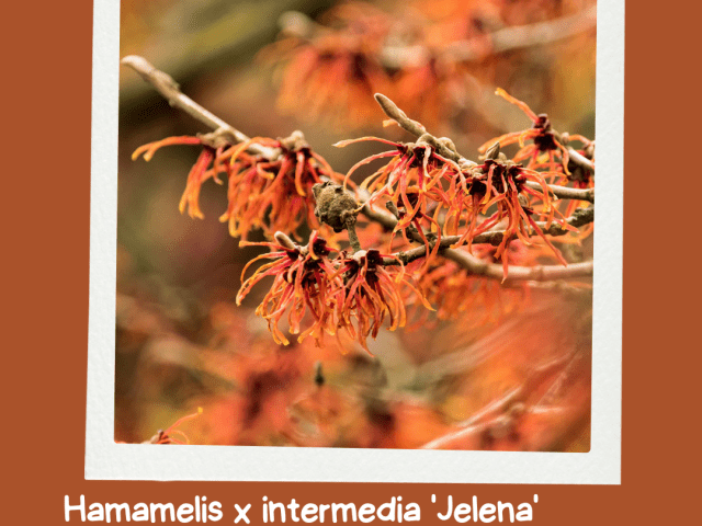 Why Witch Hazel ‘Jelena’ Is the Winter Wonder Your Garden Needs