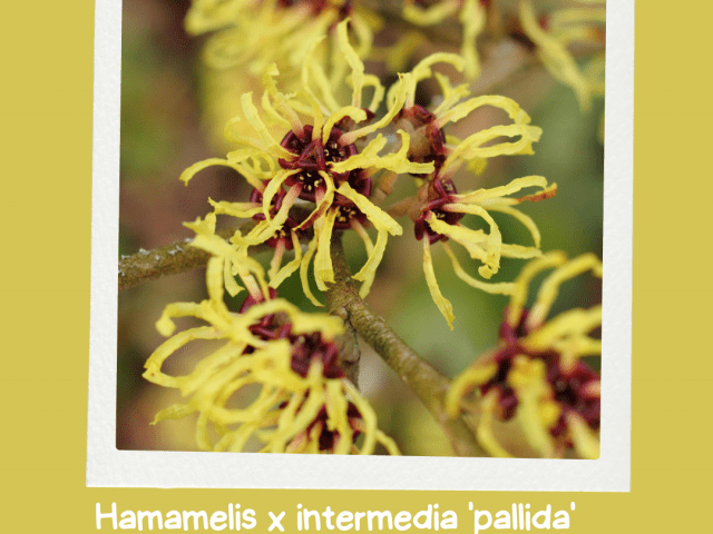 Witch Hazel ‘Pallida’: A Beam of Sunshine for Your Winter Garden