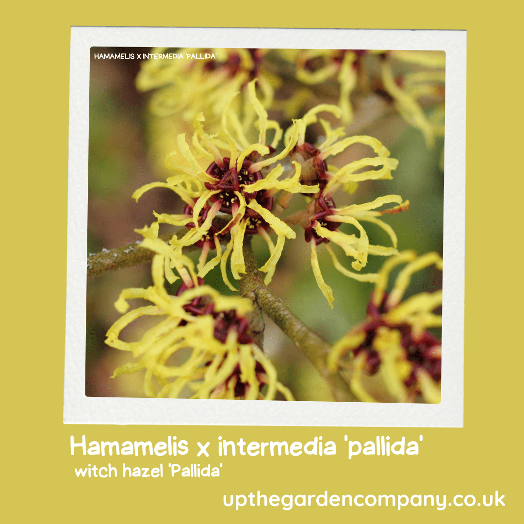 Witch Hazel 'Pallida'