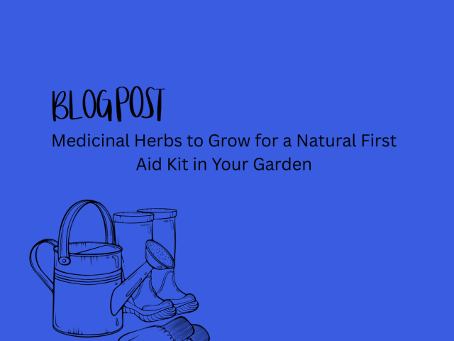 Medicinal Herbs to Grow for a Natural First Aid Kit in Your Garden