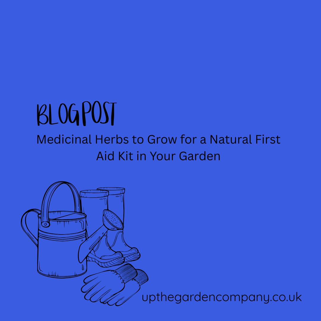 Blog Post. Medicinal Herbs to Grow for a Natural First Aid Kit in Your Garden