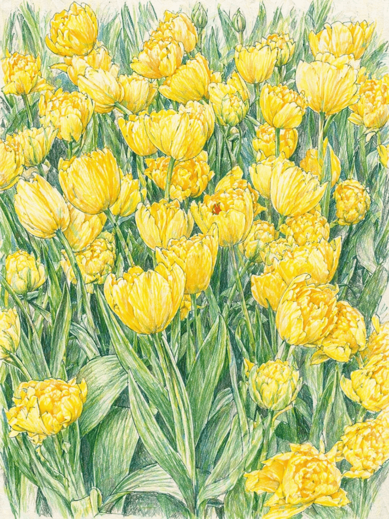 Tulipa - Tulips (yellow)